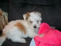 süßer hund.webp
