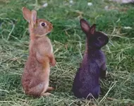 Tiere Hasen.webp