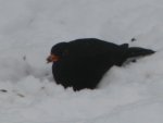 Amsel.jpg