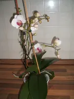 DSCF3946.webp