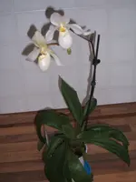 DSCF3952.webp