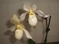 DSCF3953.webp