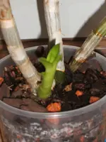 DSCF3954.webp