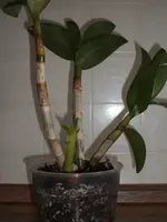 DSCF3955.webp