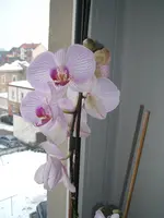 DSCF3961.webp