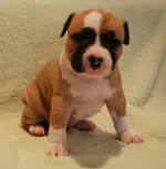 Belladonna 4 wochen1.webp
