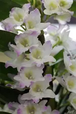 gf_3248.webp