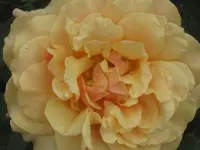 031.webp