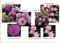 rosenplanung001_r1.webp