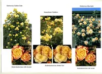 rosenplanung002_r1.webp