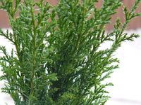 weihnachtsbaum01.webp
