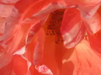 026.webp
