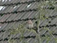 DSC02136.webp
