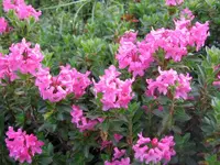 Alpenrosen.webp