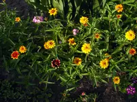 2009KW29-1-0525.webp