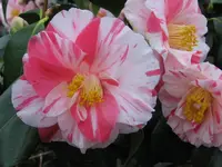 Camelie 1.webp