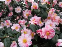 Camelie 2.webp