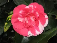 Camelie 3.webp
