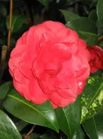 Camelie 4.webp