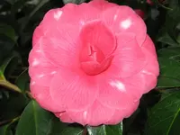 Camelie 5.webp