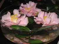 Camelien in der Schale.webp
