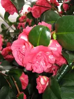 Camelienbaum.webp