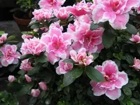 Azalee.webp