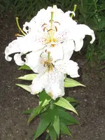 CIMG6521.webp