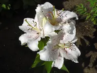 CIMG6527.webp