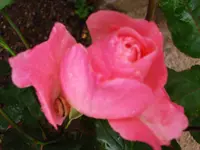 CIMG6190.webp