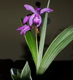 DSC_2128.webp