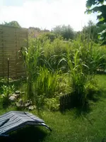 Garten 1.Juni 2007 (25).webp