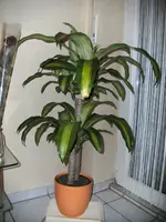 drachenbaum.webp