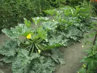 10.07.09 013 [800x600].webp