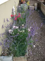 lavendel+rosen.webp