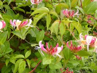 BILD0012.webp