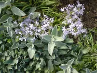 DSC00243.webp
