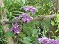 DSC00277.webp