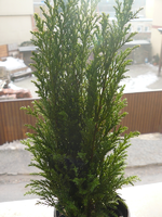 weihnachtsbaum03.webp