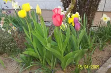 100_1426.webp