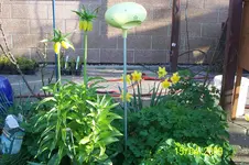 100_1430.webp