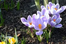 12-krokusse.webp
