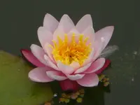CIMG6193.webp