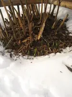 Januar 2010 Garten 019.webp