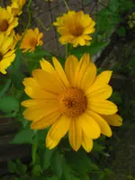 CIMG6426.webp