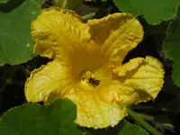CIMG6781.webp