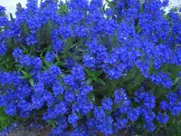 CIMG5978.webp