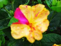 CIMG6951.webp