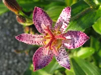 IMG_weiß-pink_1280x960.webp
