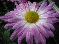 IMG_6411_1280x960.webp